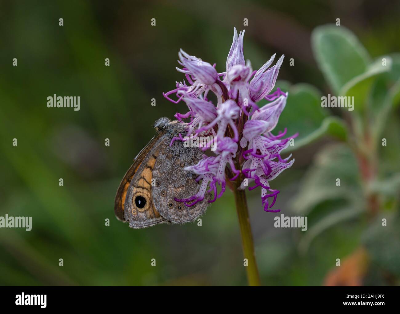 Wall Brown Schmetterling, Lasiommata megera an der Monkey Orchid, Orchis simia. Kroatien. Stockfoto