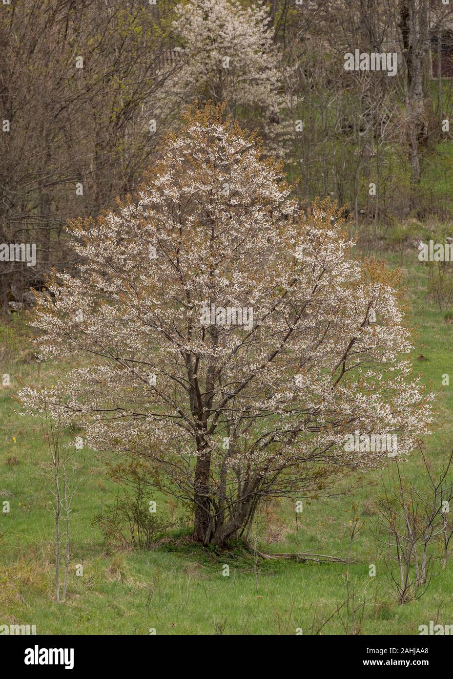 Wilde Kirsche, Prunus avium Baum in Blüte im Frühjahr. Stockfoto