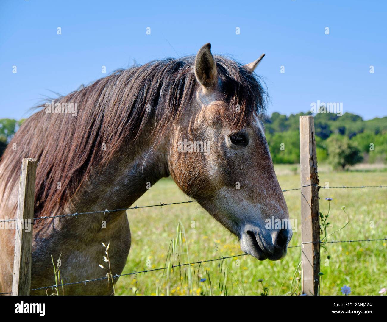 Kopf geschossen Portrait von Camargue Pferd (Equus ferus Caballus) im grünen Weide der Region. Brown vermischt mit weissen Härchen Stockfoto