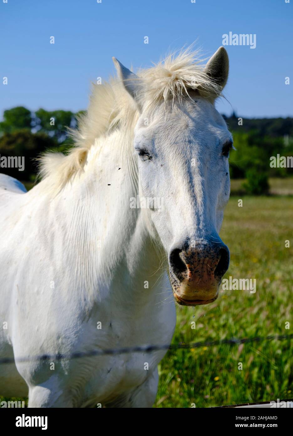 Kopf geschossen Portrait von Camargue Pferd (Equus ferus Caballus) im grünen Weide der Region Stockfoto