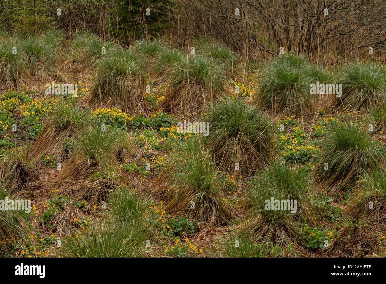 Tussock Seggen und Sumpf Ringelblumen in Tal fen, Nationalpark Plitvice, Kroatien. Stockfoto