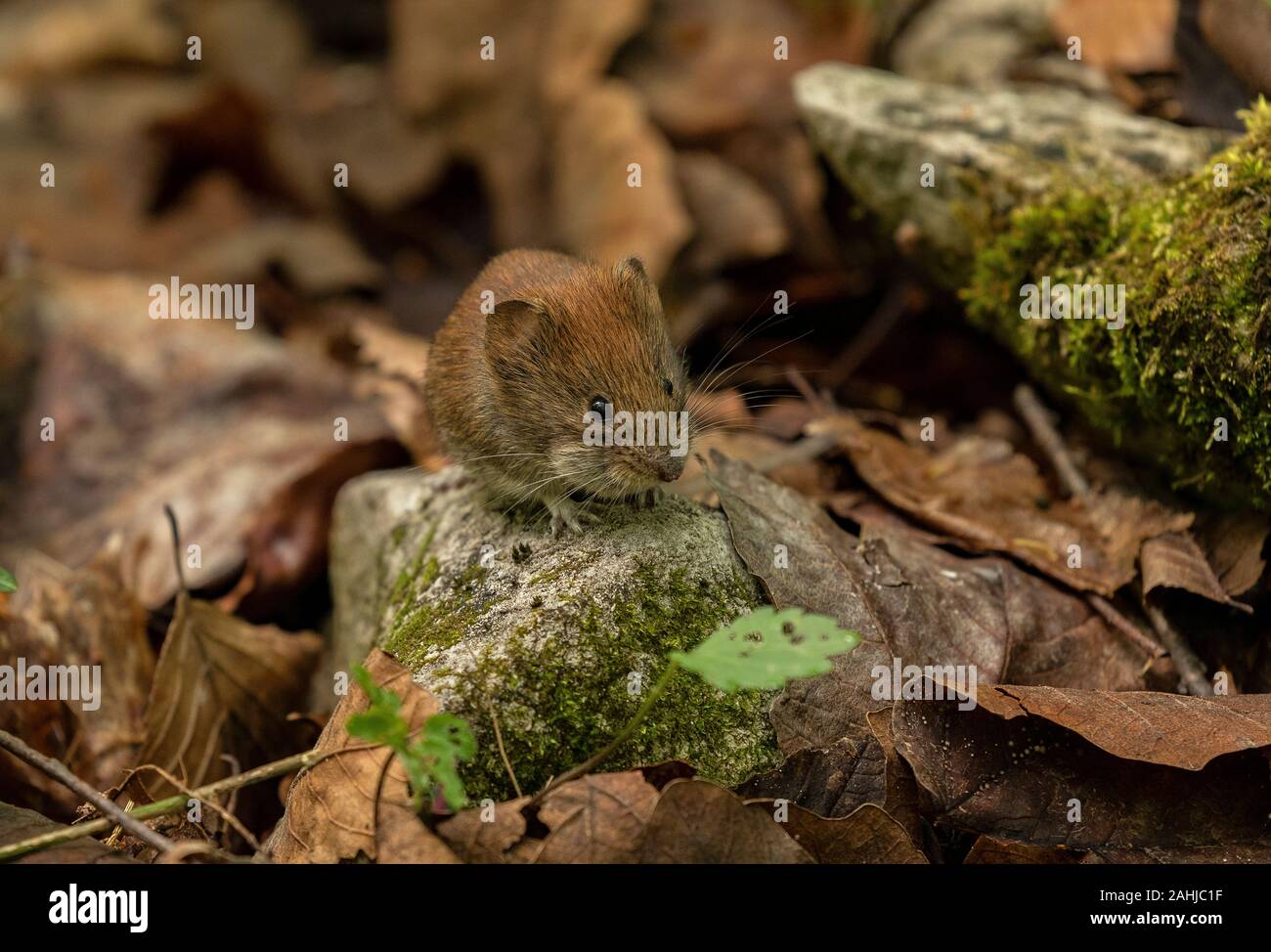 Bank vole, Myodes glareolus, aktiv im Frühjahr in Buche Wald. Stockfoto