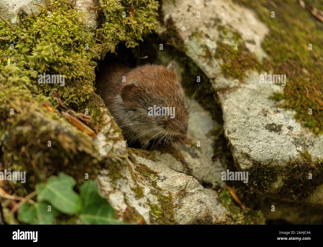 Bank vole, Myodes glareolus, aktiv im Frühjahr in Buche Wald. Stockfoto