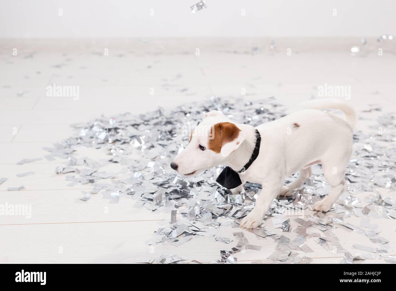Little Jack Russel ist einen bunten Geburtstag hat. Stockfoto