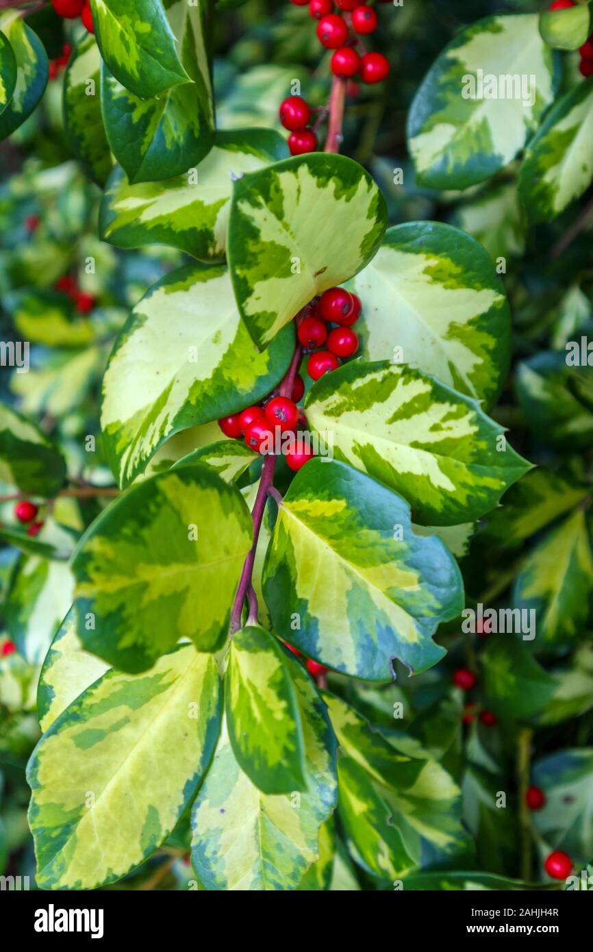 Grn und Gelb Evergreen bunte Stechpalme (Ilex) Bltter mit roten Beeren,  im Winter in einem Garten in Surrey, Sdosten, England, Grossbritannien  Stockfotografie - Alamy