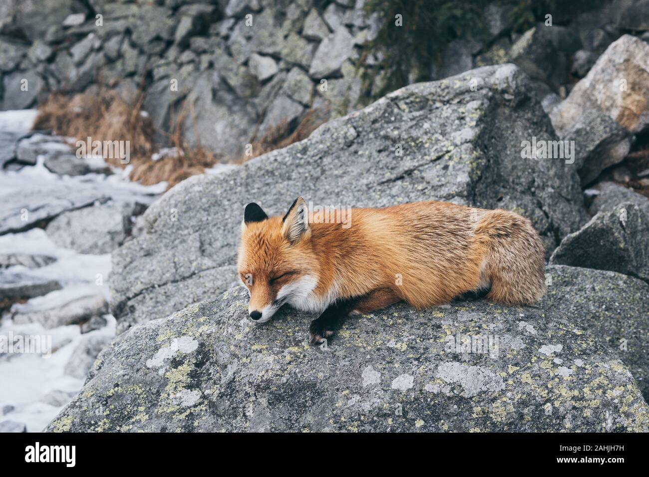 Wild Red Fox schlafen auf dem Felsen in Hohe Tatra, Slowakei. Schnee und Winter. Stockfoto