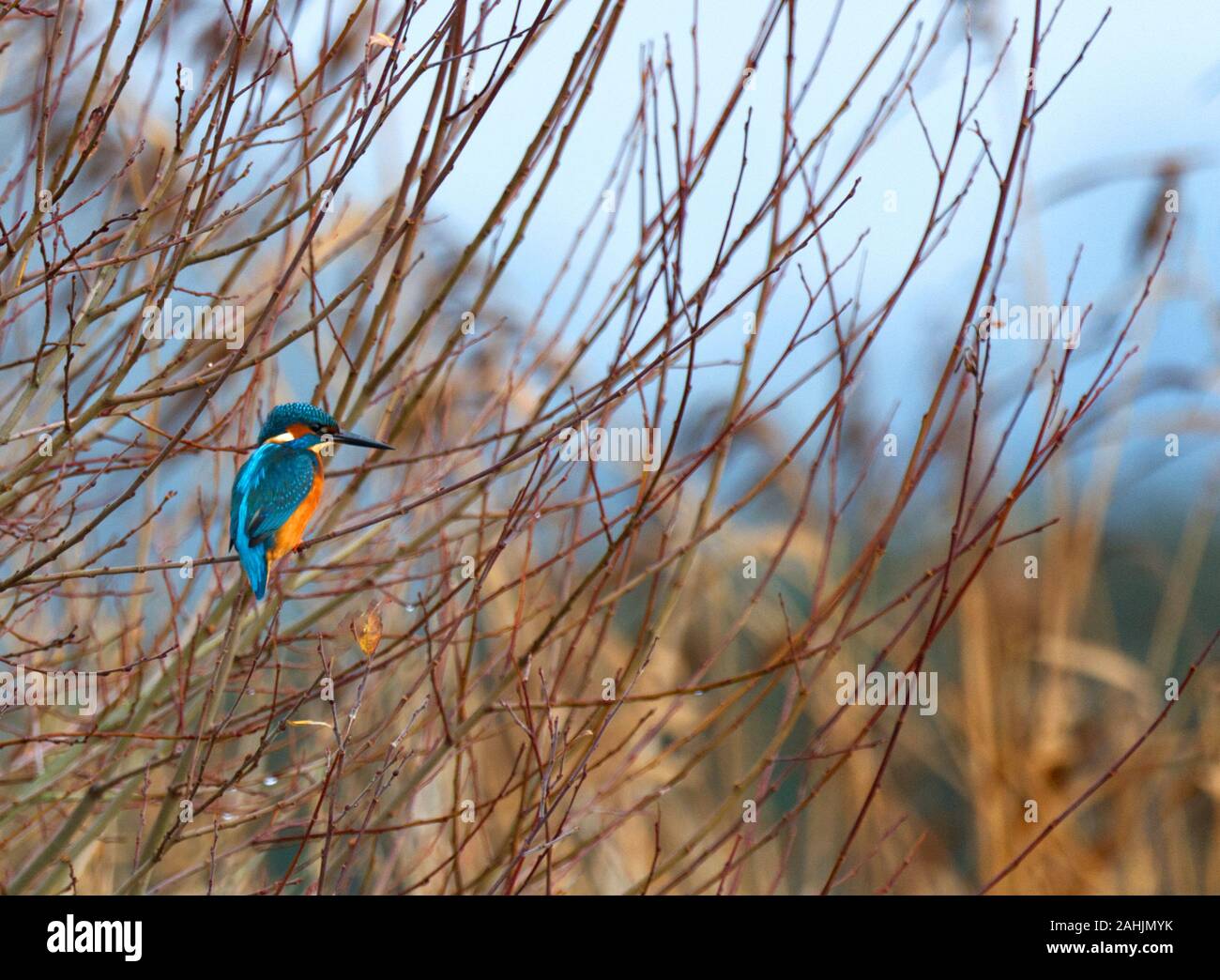 Kingfisher thront auf einem Zweig warten Stockfoto