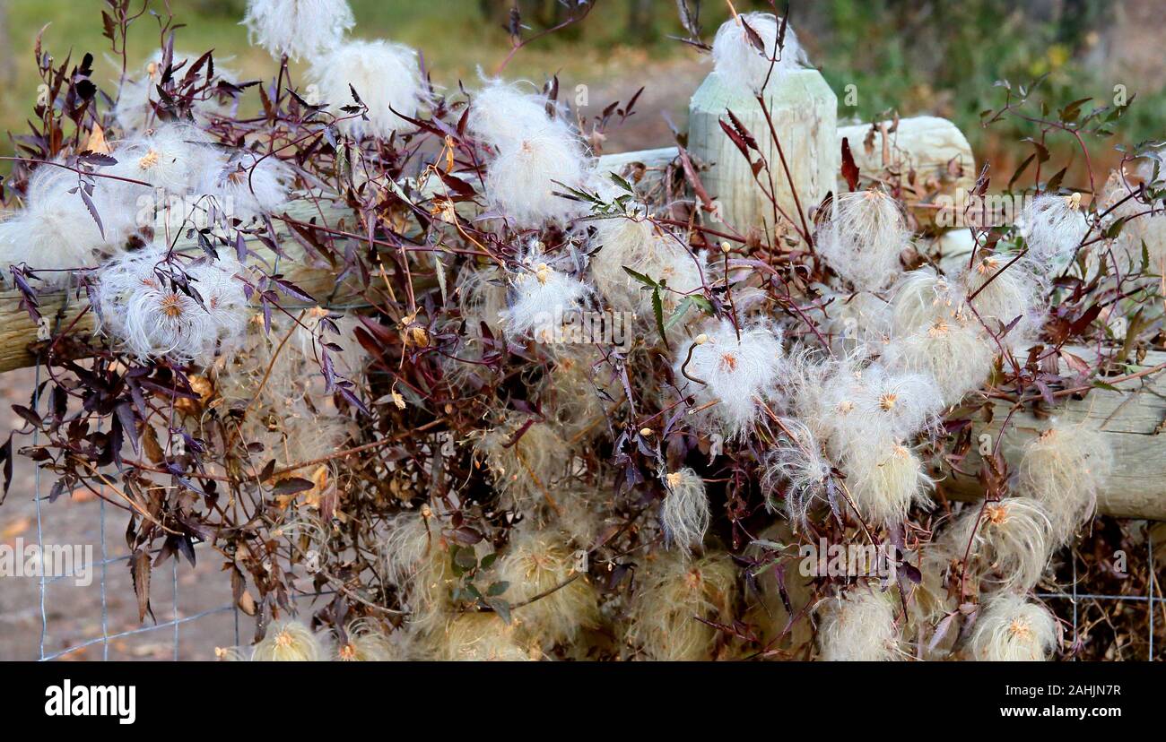 Samenkapseln mit Cottony weißen Flaum entlang eines Kabels und Holz Zaun im Herbst Stockfoto