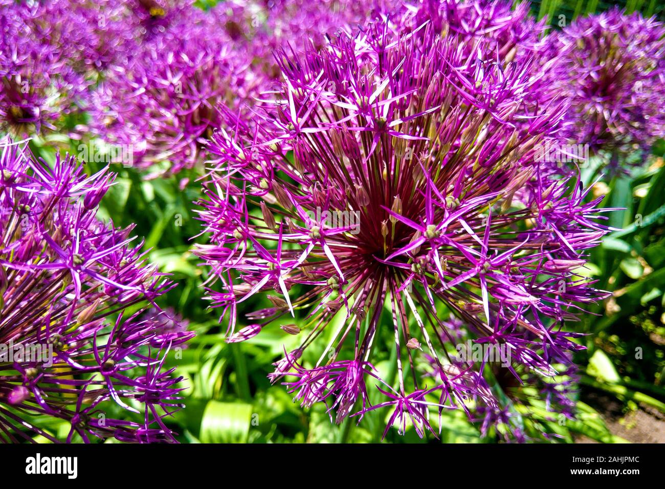 Makro Foto Natur lila allium Blume. Hintergrund Textur von Runden  flauschige blühenden flieder Farbe allium. Bild Pflanze blühender Lauch  Zwiebel Blume auf t Stockfotografie - Alamy