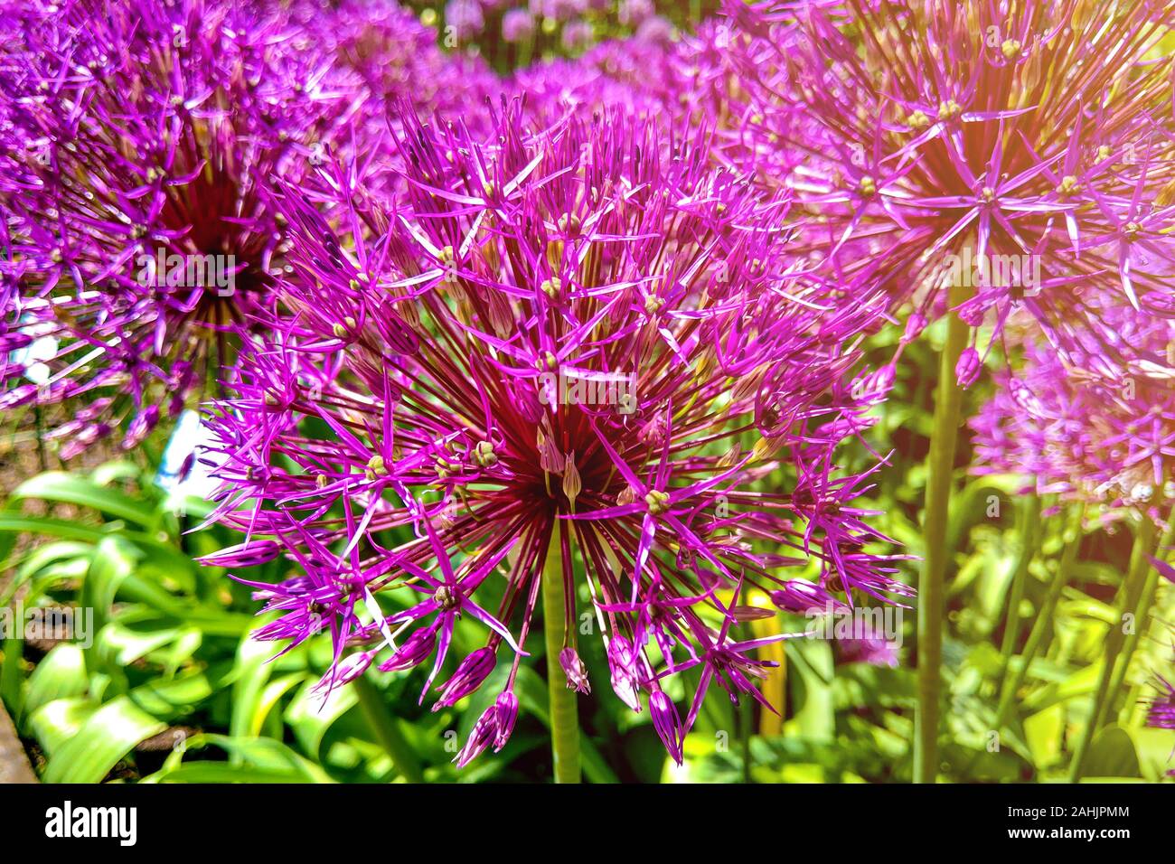 Thema blumen und bienen Fotos und Bildmaterial in hoher Auflösung Alamy