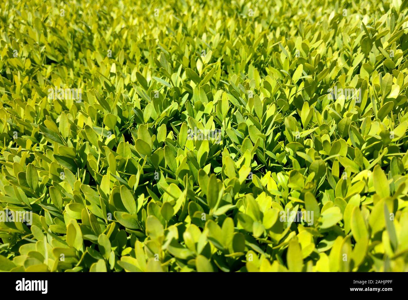 Kleine grüne Blätter Hintergrund. Natur Textur, Blumen Stockfoto