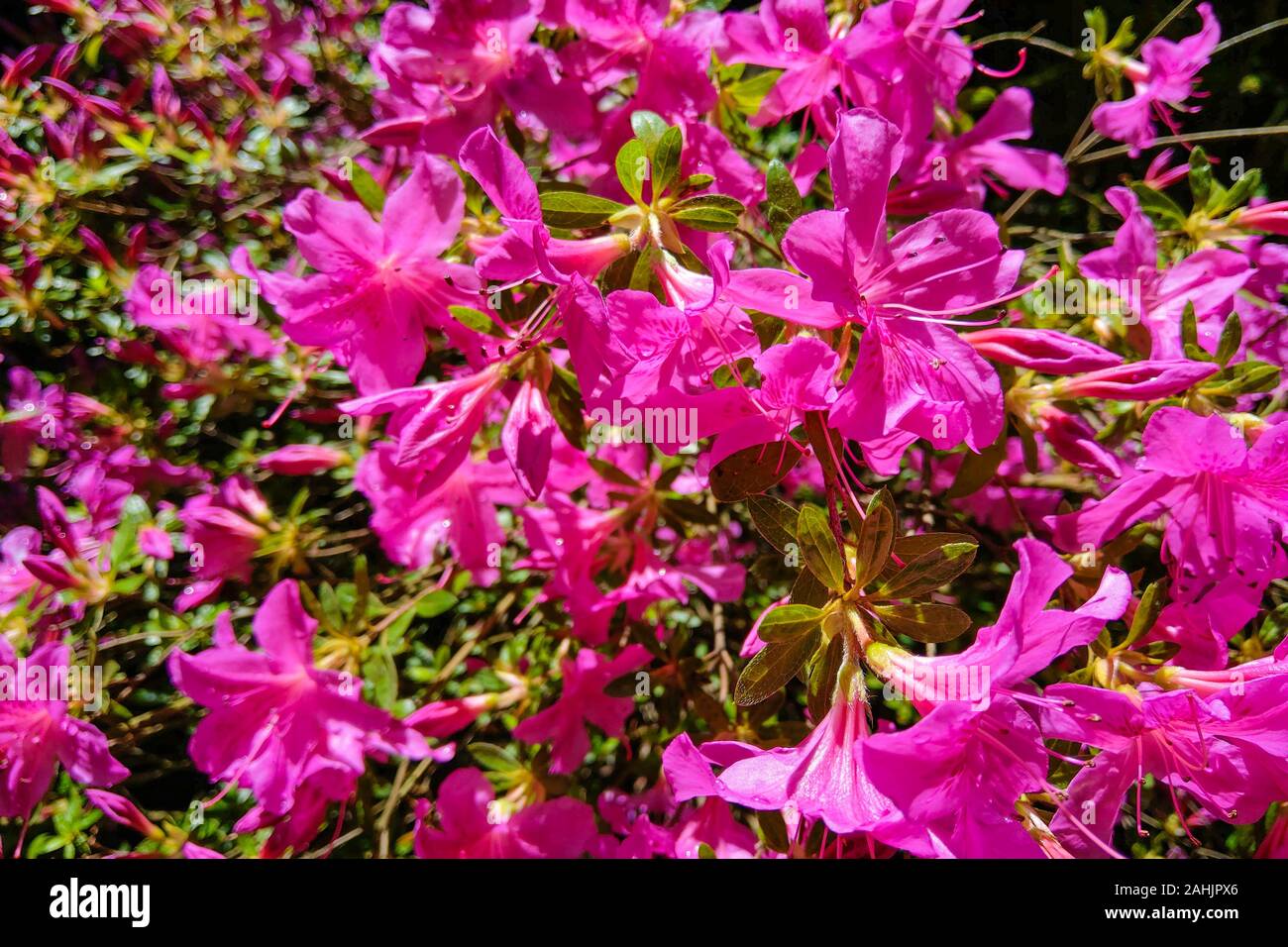 Vier stunden blume Fotos und Bildmaterial in hoher Auflösung Alamy