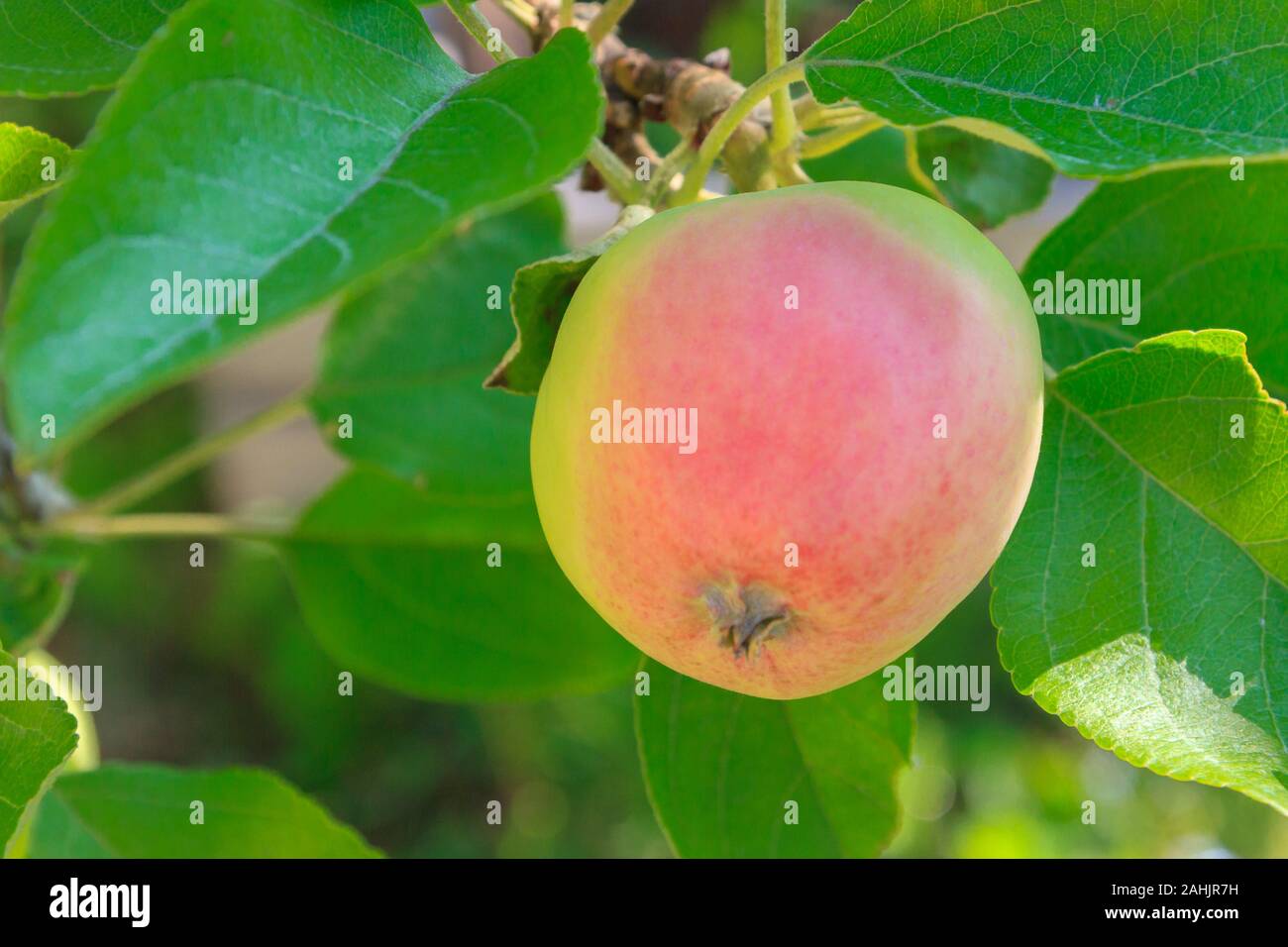 Reife äpfel Hängen an einem Baum im Sommer Garten Stockfoto