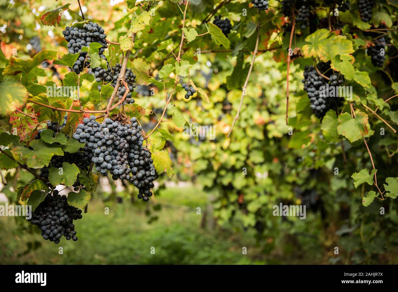 Essig und Wein in Italien, Emilia Romagna, Balsamico Essig Farm Stockfoto