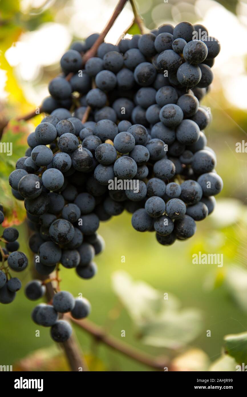 Essig und Wein in Italien, Emilia Romagna, Balsamico Essig Farm Stockfoto