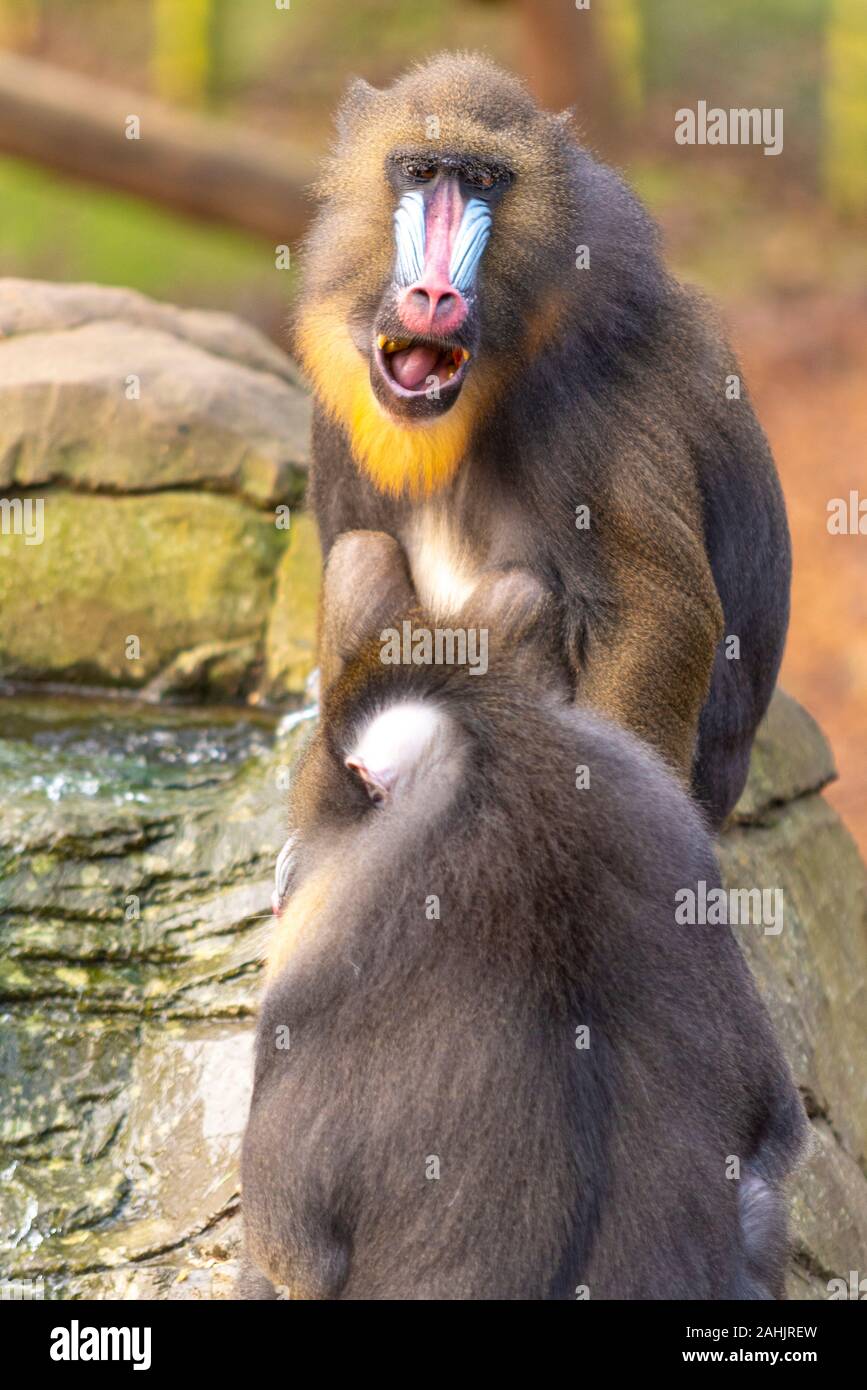 Mandrill, mandrillus Sphinx, in Colchester Zoo, Essex, UK. Primas der Alten Welt monkey (Fußball oder Handball) Familie. Farbenfrohe blaue Fläche. Gefährdete Stockfoto