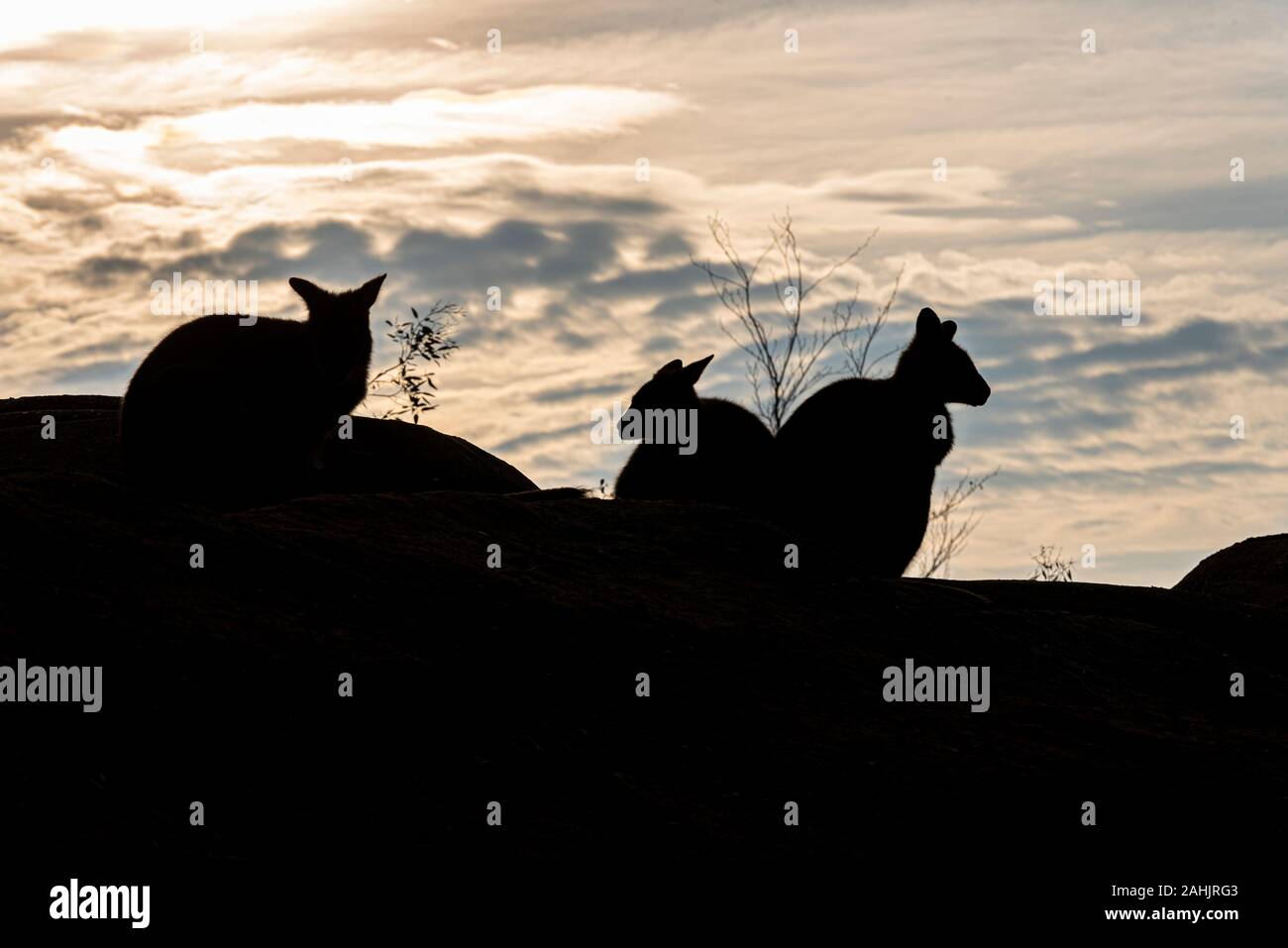 Bennett’s Wallaby, Macropus Rufogriseus im Zoo von Colchester, Essex, Großbritannien. Silhouette gegen späten Nachmittag, am frühen Abend untergehende Wintersonne. Ridge Line Stockfoto