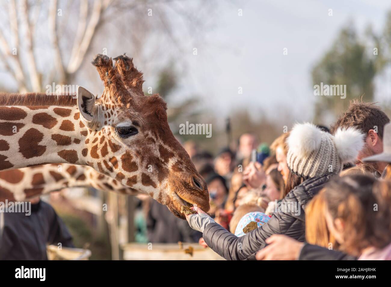 Die Fütterung der Giraffen im Zoo in Colchester, Essex, UK. Netzgiraffe, Giraffa Camelopardalis reticulata. Publikumsmagnet Besucher Fütterung der Tiere Stockfoto