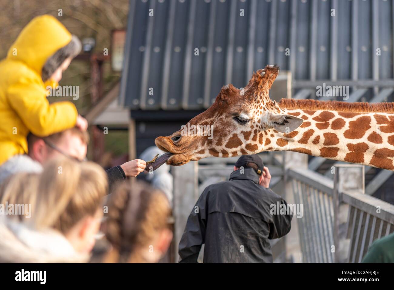 Die Fütterung der Giraffen im Zoo in Colchester, Essex, UK. Netzgiraffe, Giraffa Camelopardalis reticulata. Publikumsmagnet Besucher Fütterung der Tiere Stockfoto