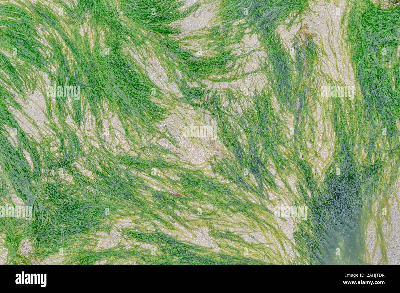 Helle grüne Litzen eines Enteromorpha Algen Arten auf Sand - wahrscheinlich Enteromorpha linza anstatt E. intestinalis/Gutweed. Ist essbar. Stockfoto