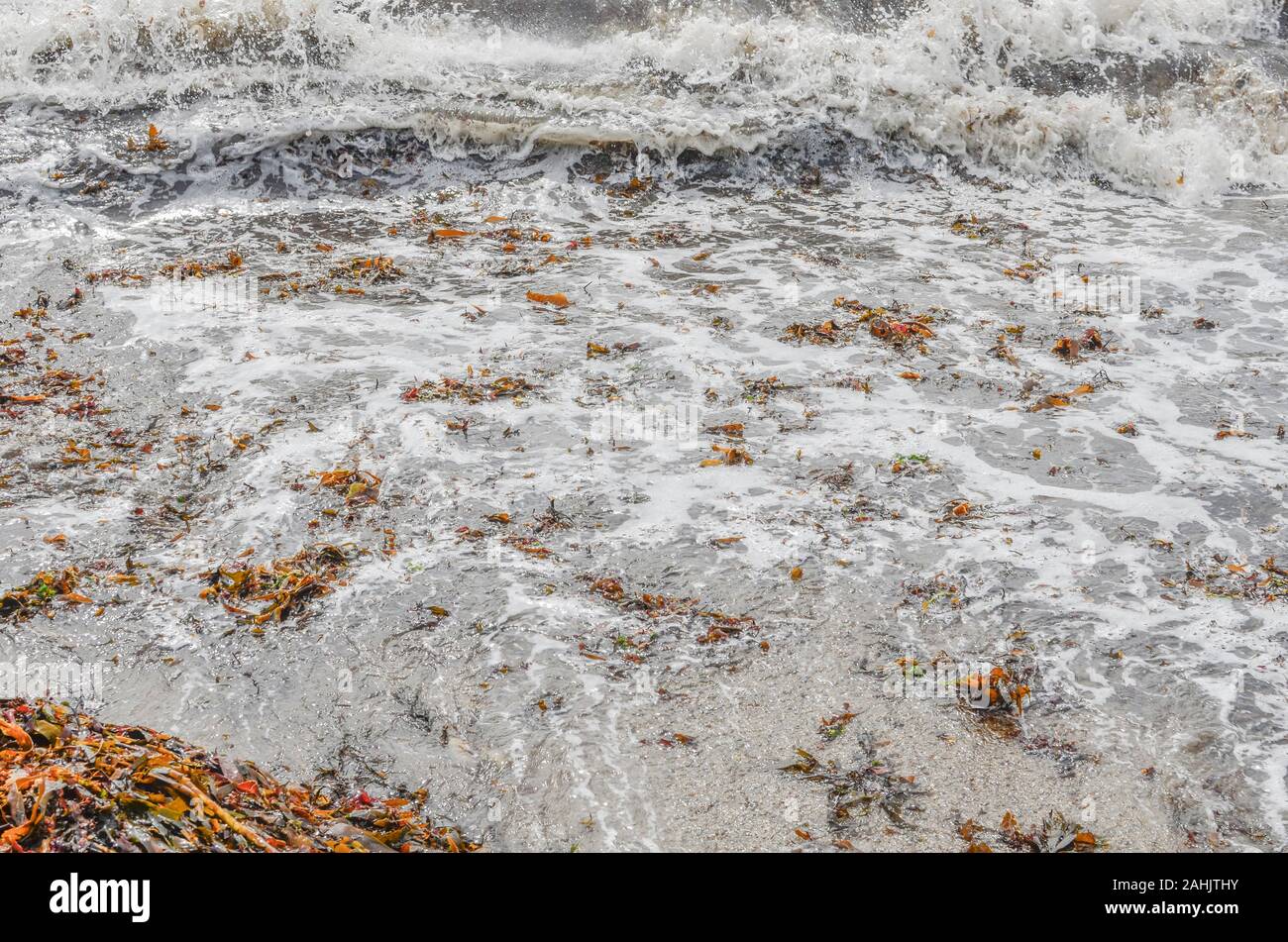 Kelp Typ braune Algen werden an Land auf den Wellen der Flut weggespült. Algen Marine, von den Gezeiten, schäumende Weiß surfen. Stockfoto