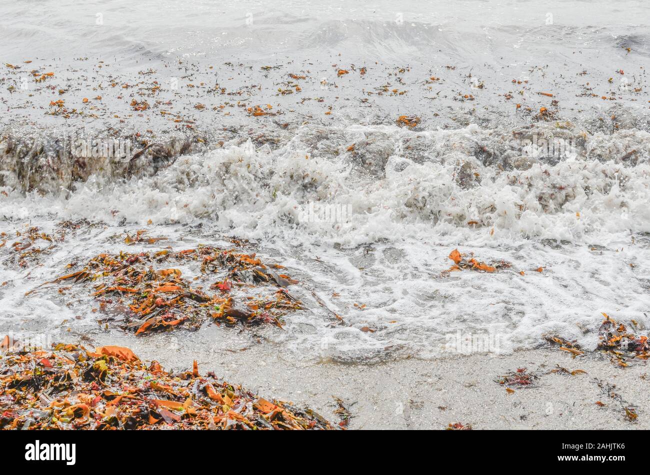 Kelp Typ braune Algen werden an Land auf den Wellen der Flut weggespült. Algen Marine, von den Gezeiten, schäumende Weiß surfen. Stockfoto