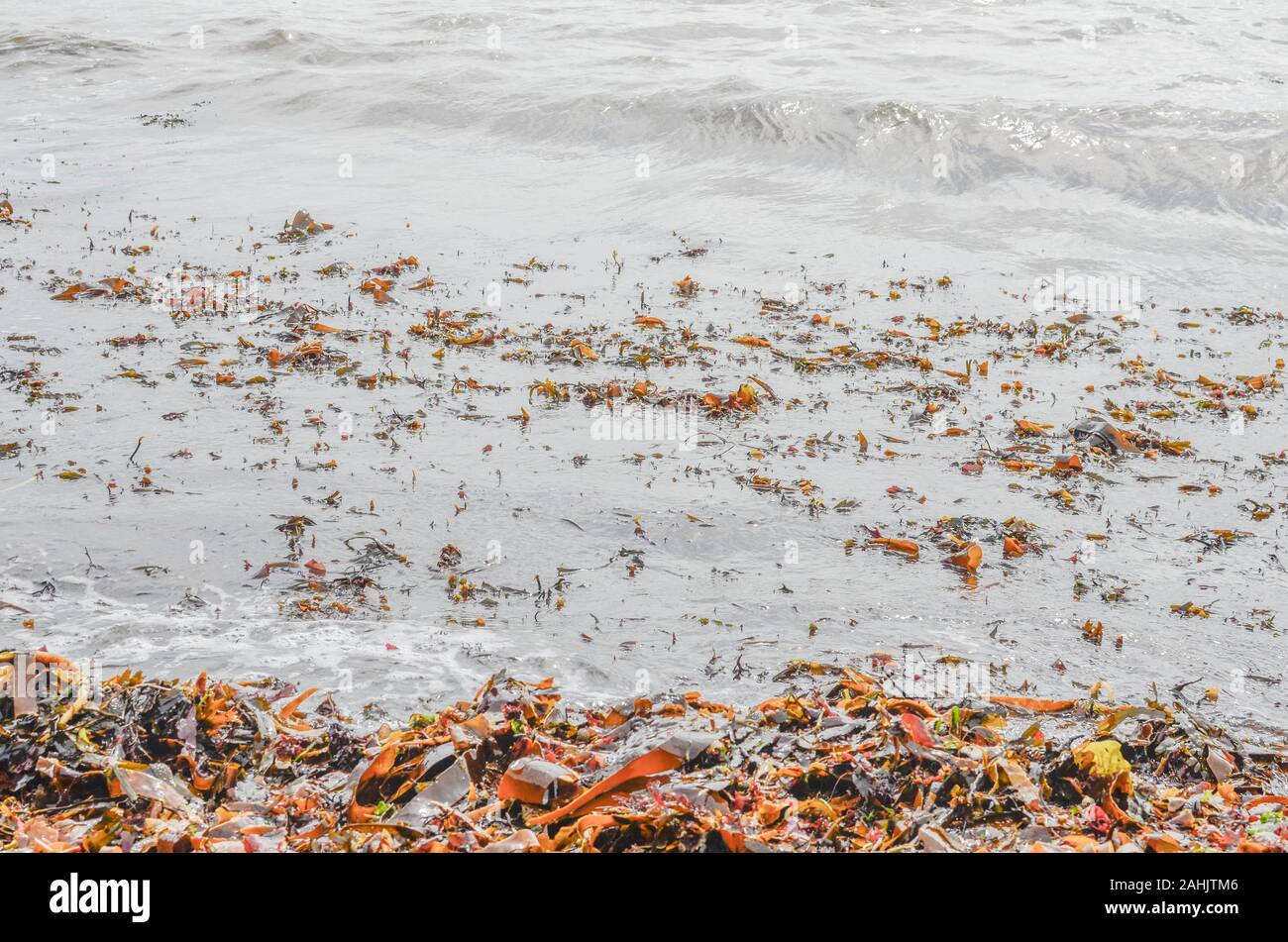 Kelp Typ braune Algen werden an Land auf den Wellen der Flut weggespült. Algen Marine, von den Gezeiten, schäumende Weiß surfen. Stockfoto