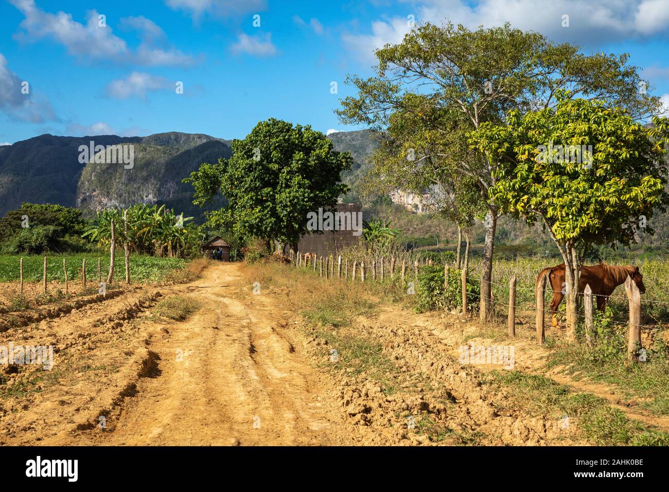 Tal von Vinales. Typische Ansicht von Valle de Vinales mit Bauernhof und mogotes. Die Provinz Pinar del Rio, Kuba. Stockfoto