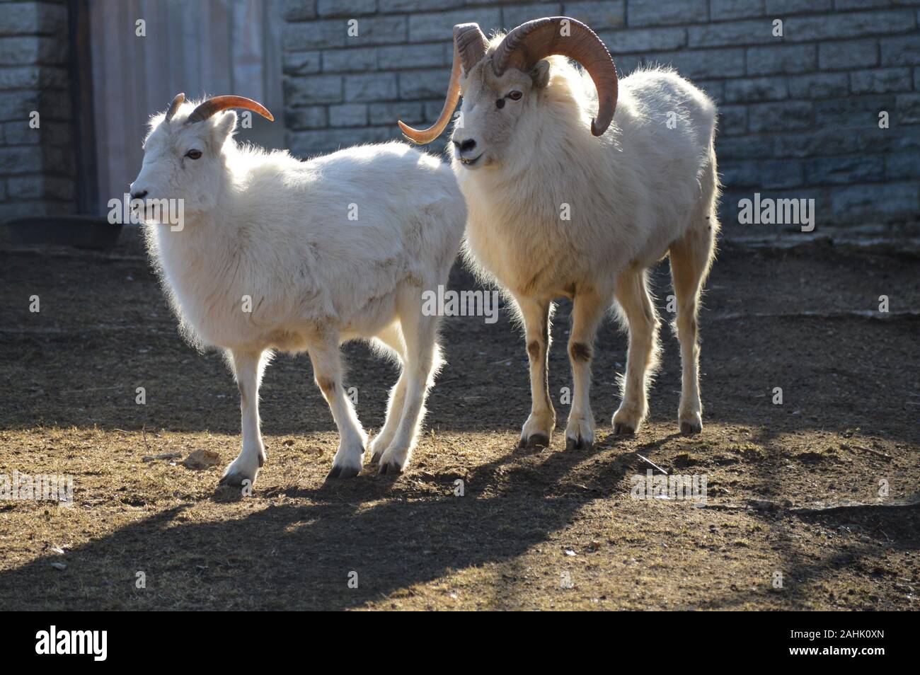 Dallschafe im Hof Stockfoto