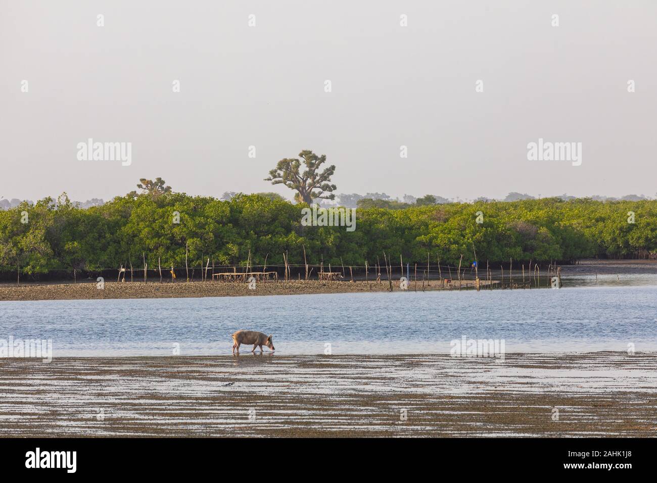 Blick über die Insel Fadiauth. Senegal. West Afrika. Stockfoto