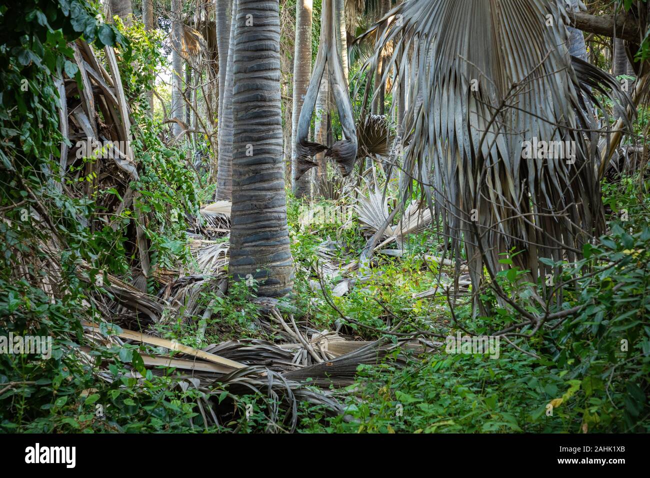 Bijilo National Park. Dschungel in Gambia Westafrika. Stockfoto