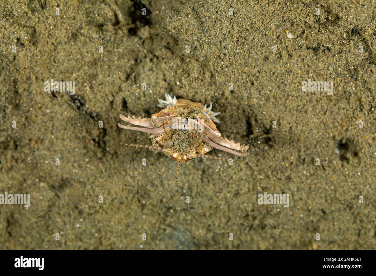 Unterwasserwurm Stockfotos Und Bilder Kaufen Alamy