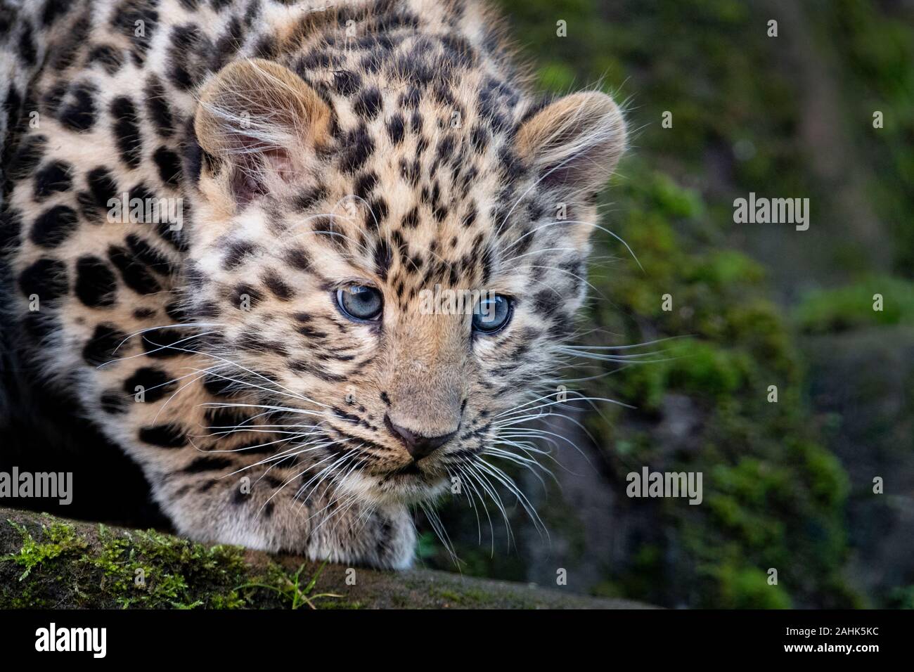 Männliche Amur leopard Cub (12 Wochen alt) Stockfoto