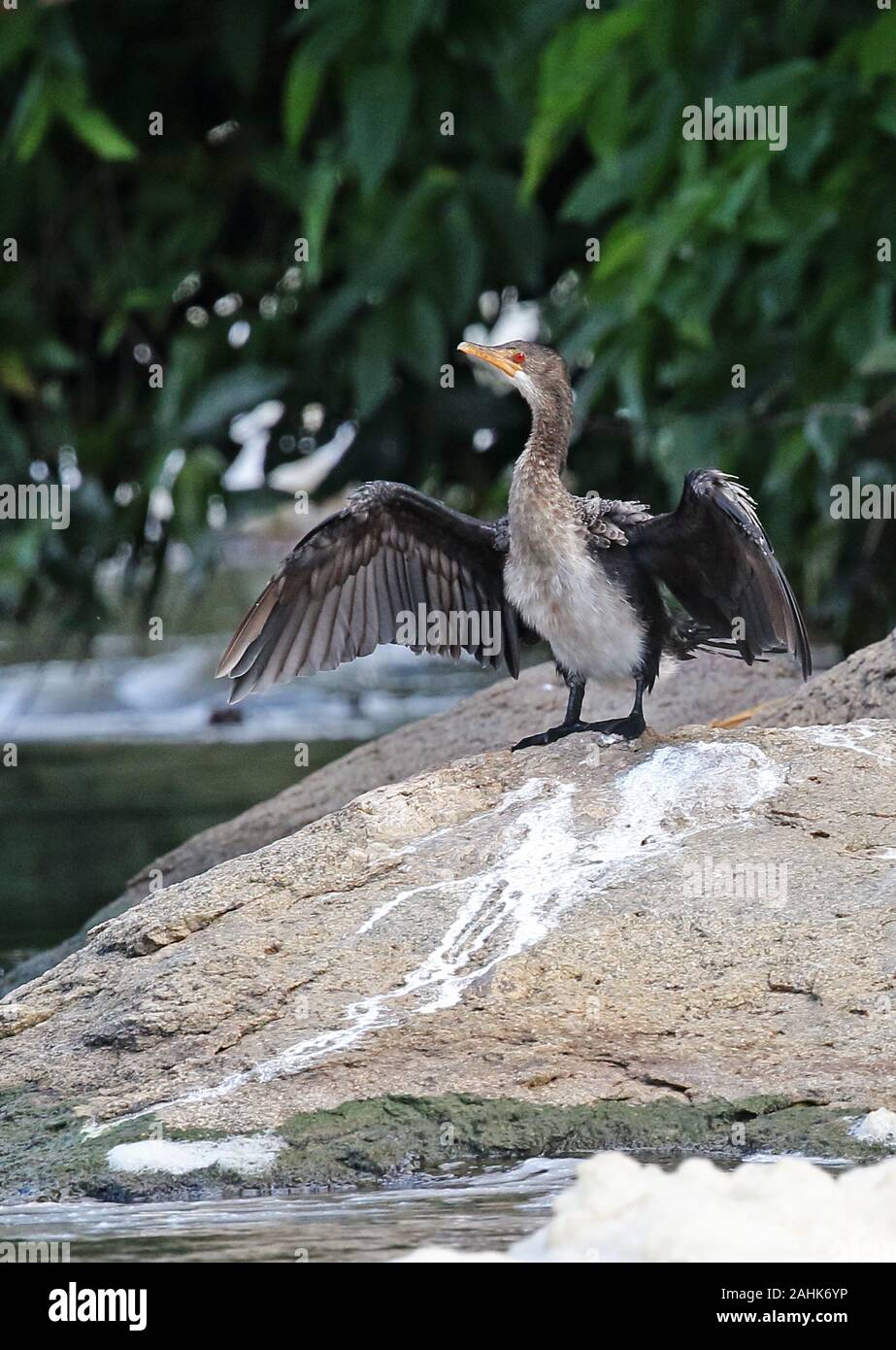 Long-tailed Kormoran (Microcarbo africanus Africanus) Unreife auf Rock mit Flügel Murchison Falls Nationalpark, Uganda November Stockfoto