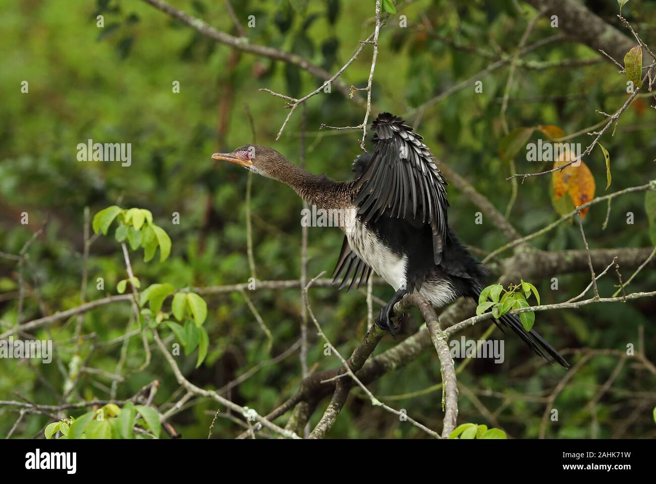 Long-tailed Kormoran (Microcarbo africanus Africanus) Unreife in Baum mit Flügel Murchison Falls Nationalpark, Uganda November Stockfoto