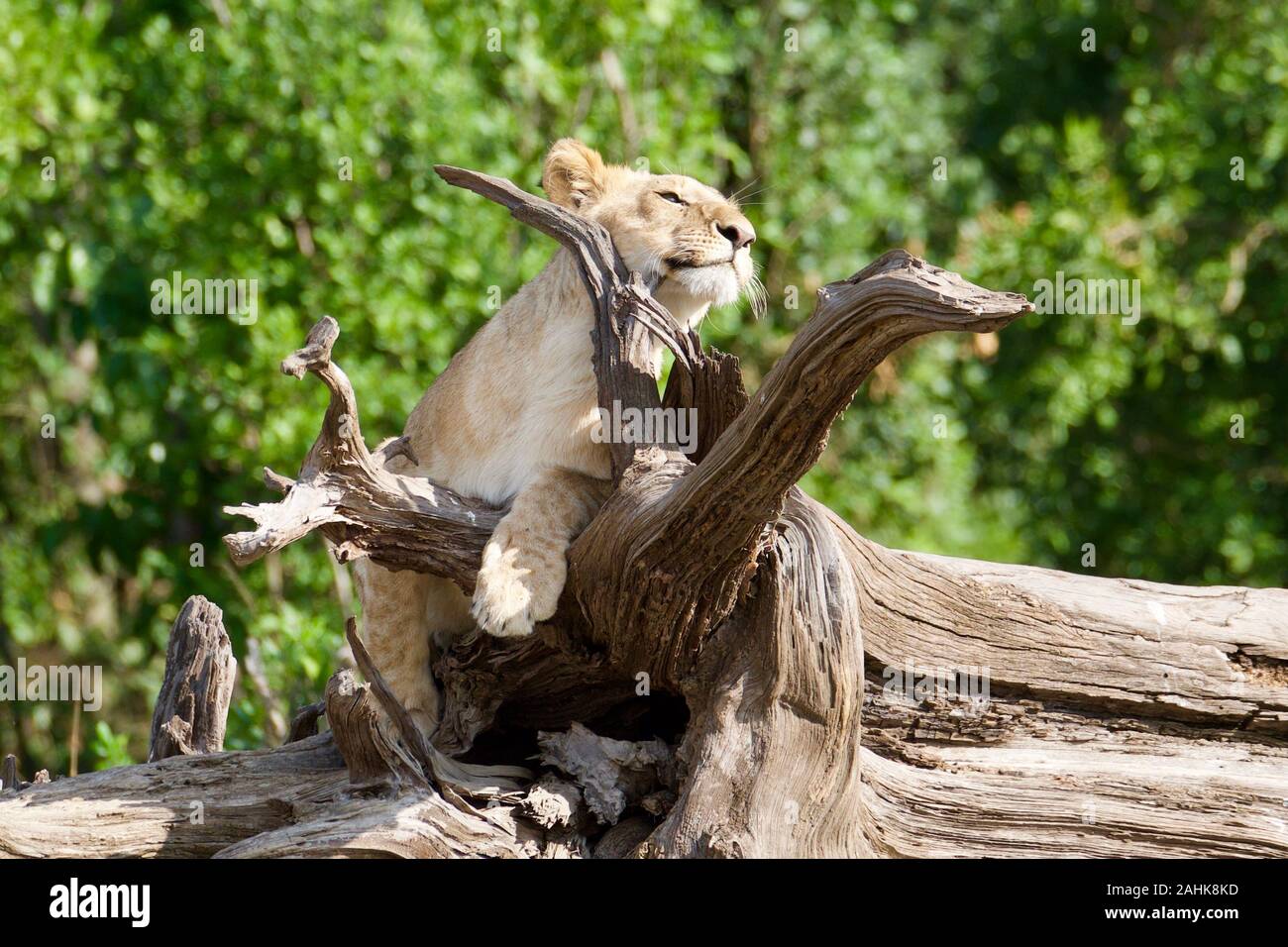 Lion Cubs spielen in der Masai Mara Stockfoto