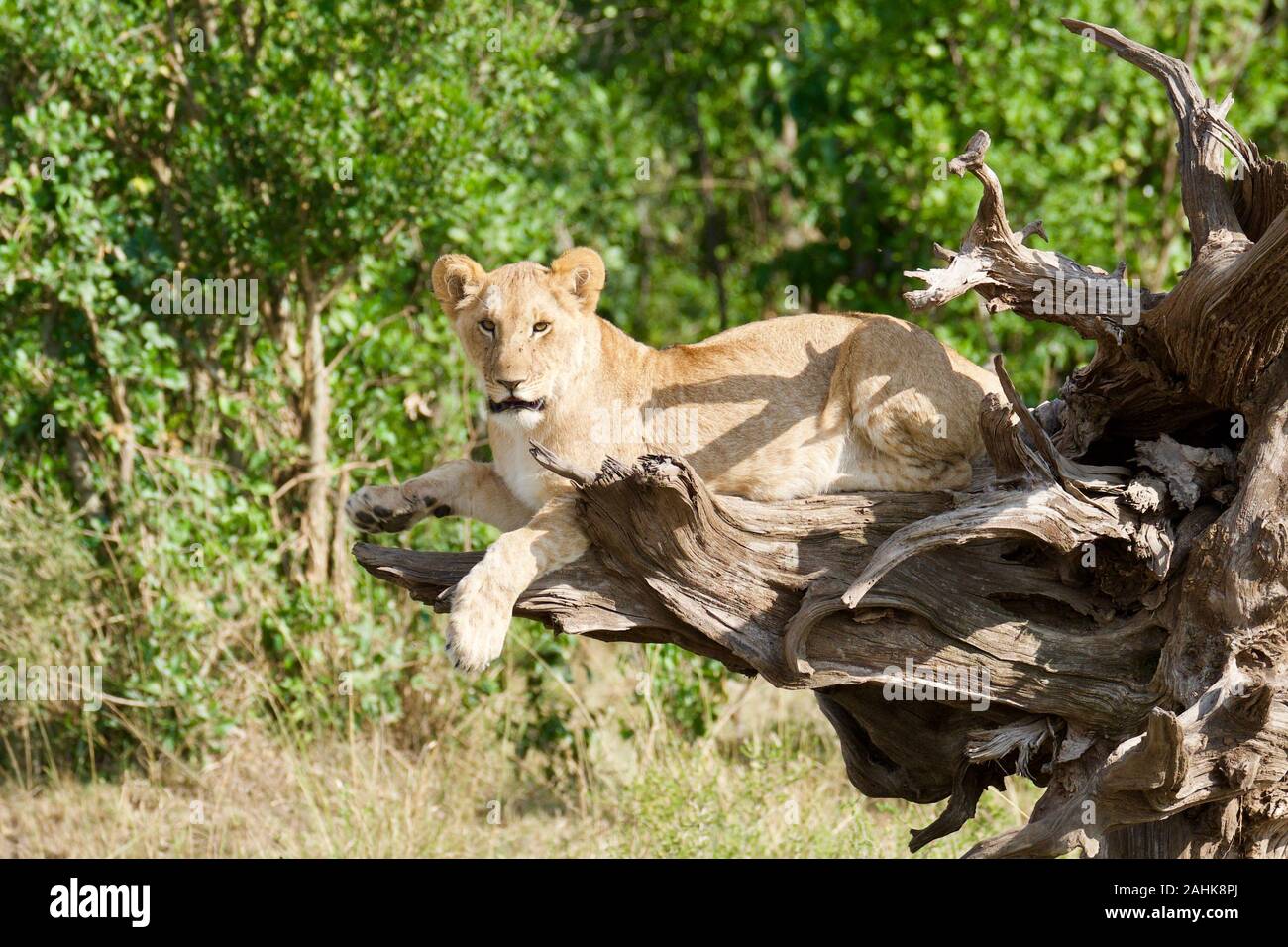 Lion Cubs spielen in der Masai Mara Stockfoto