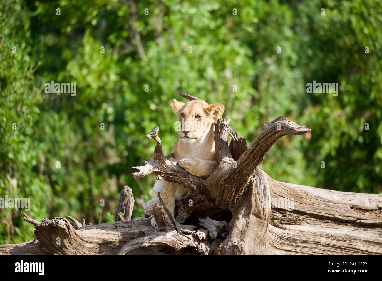 Lion Cubs spielen in der Masai Mara Stockfoto