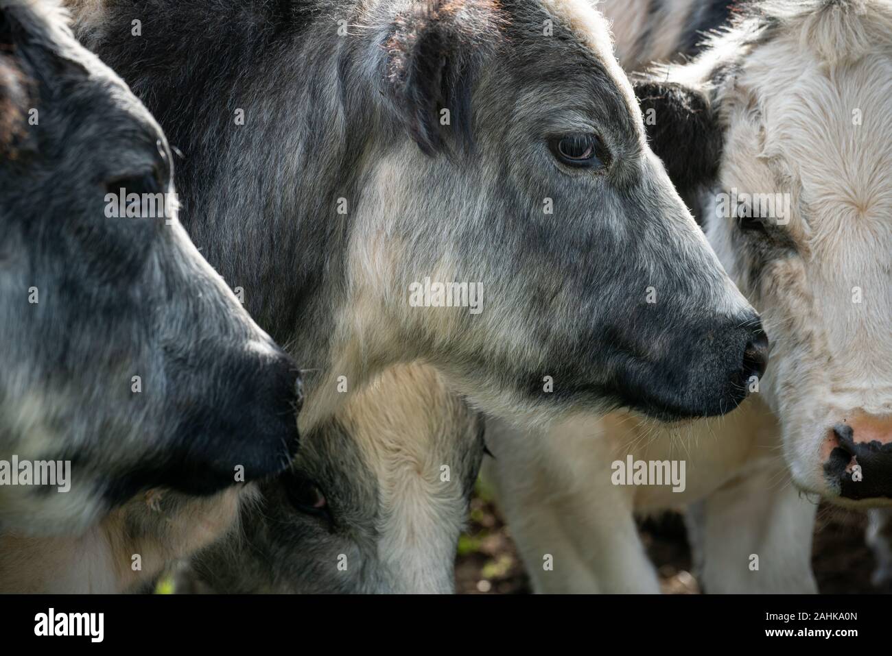 Kühe zusammen an einem kalten Herbsttag in der holländischen Landschaft gruppiert Stockfoto