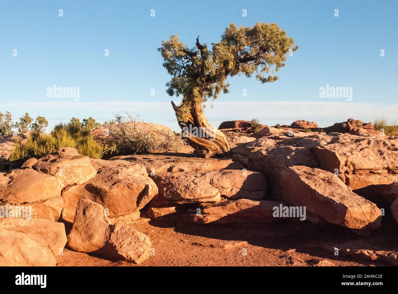 Bristol Pine, Moab, Utah Stockfoto