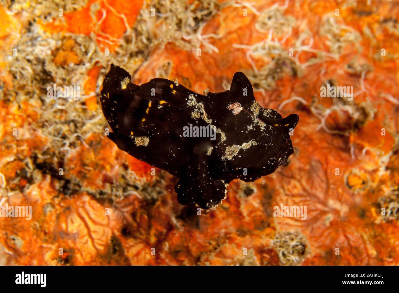 Schwarze Warzen Anglerfisch (Clown frogfish) - antennarius maculatus Stockfoto
