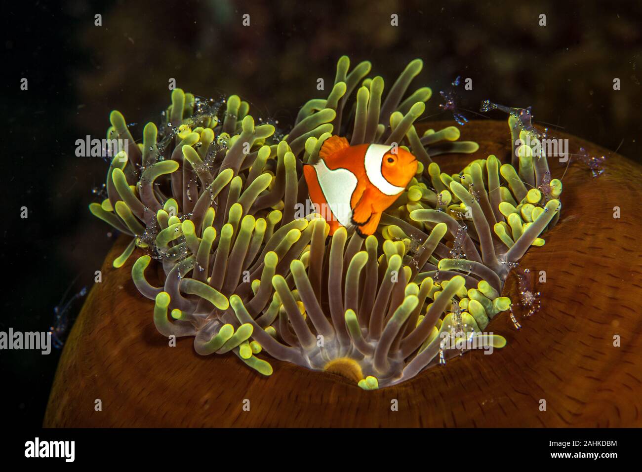 Clownfische Stockfoto