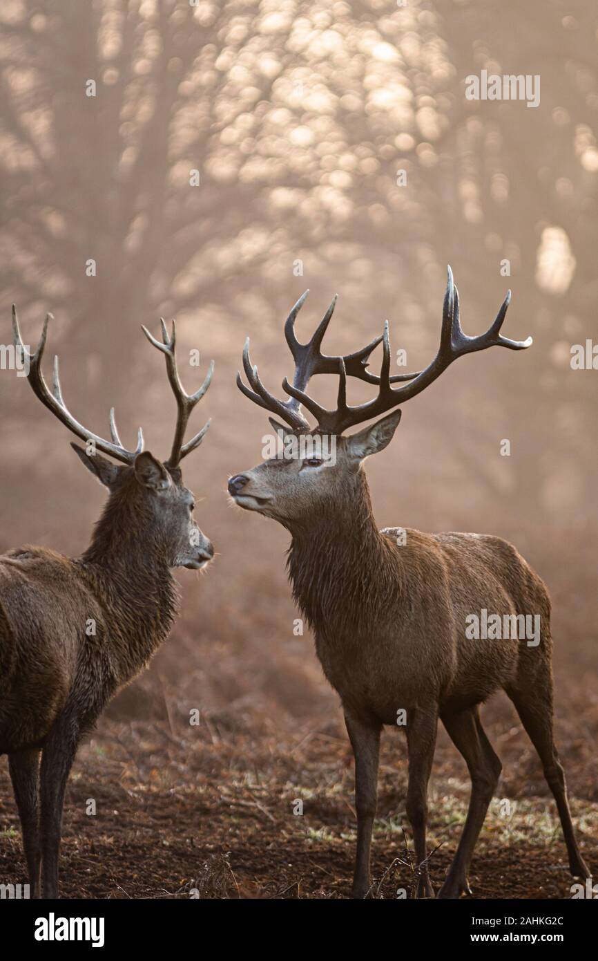 Hirsch im Richmond Park, London Stockfoto