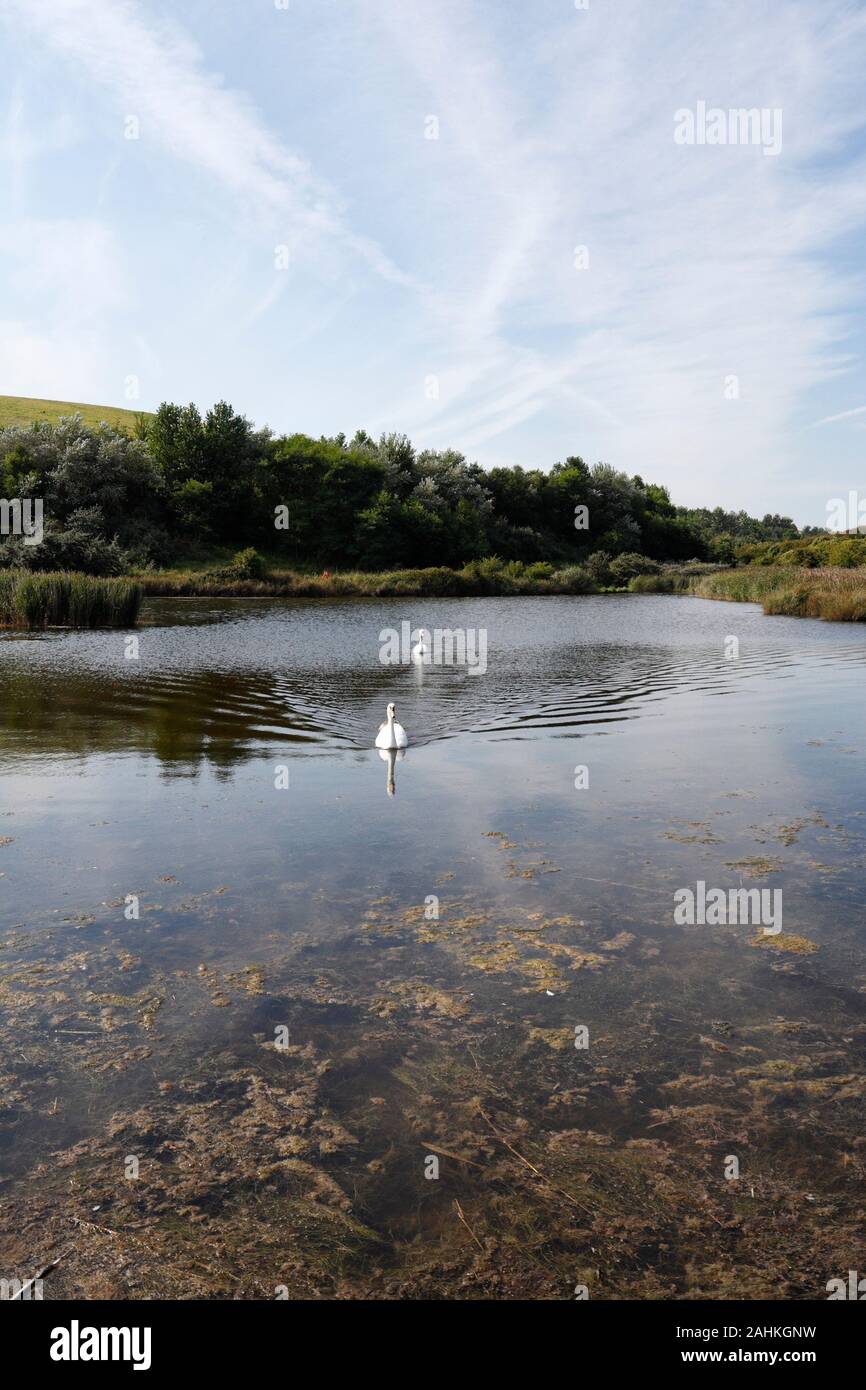 Schwäne auf dem Wasser bei Aberthaw Naturschutzgebiet Wales UK Stockfoto