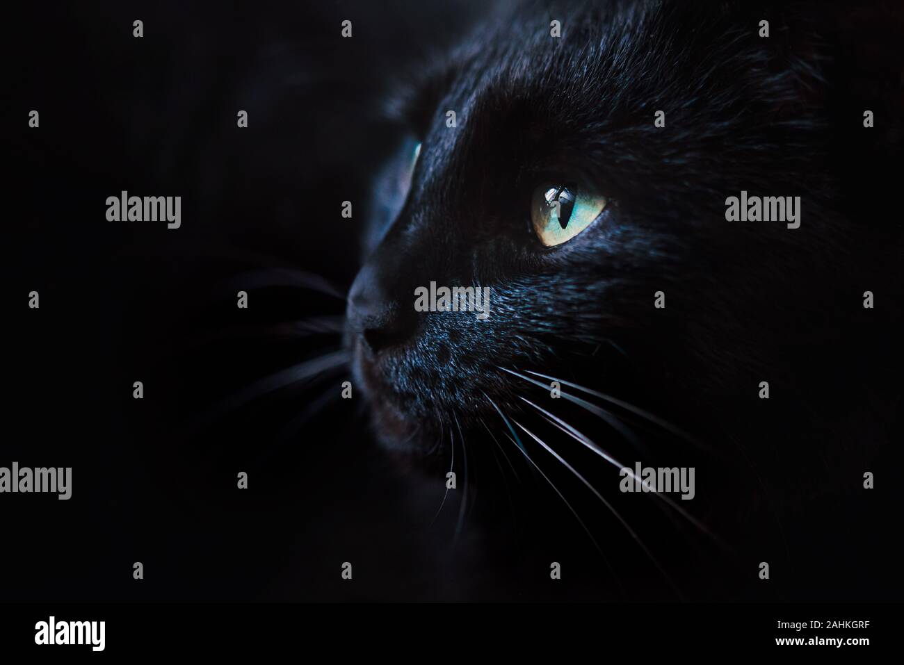 Nahaufnahme Porträt einer schönen schwarzen Katze mit grünen Augen Stockfoto