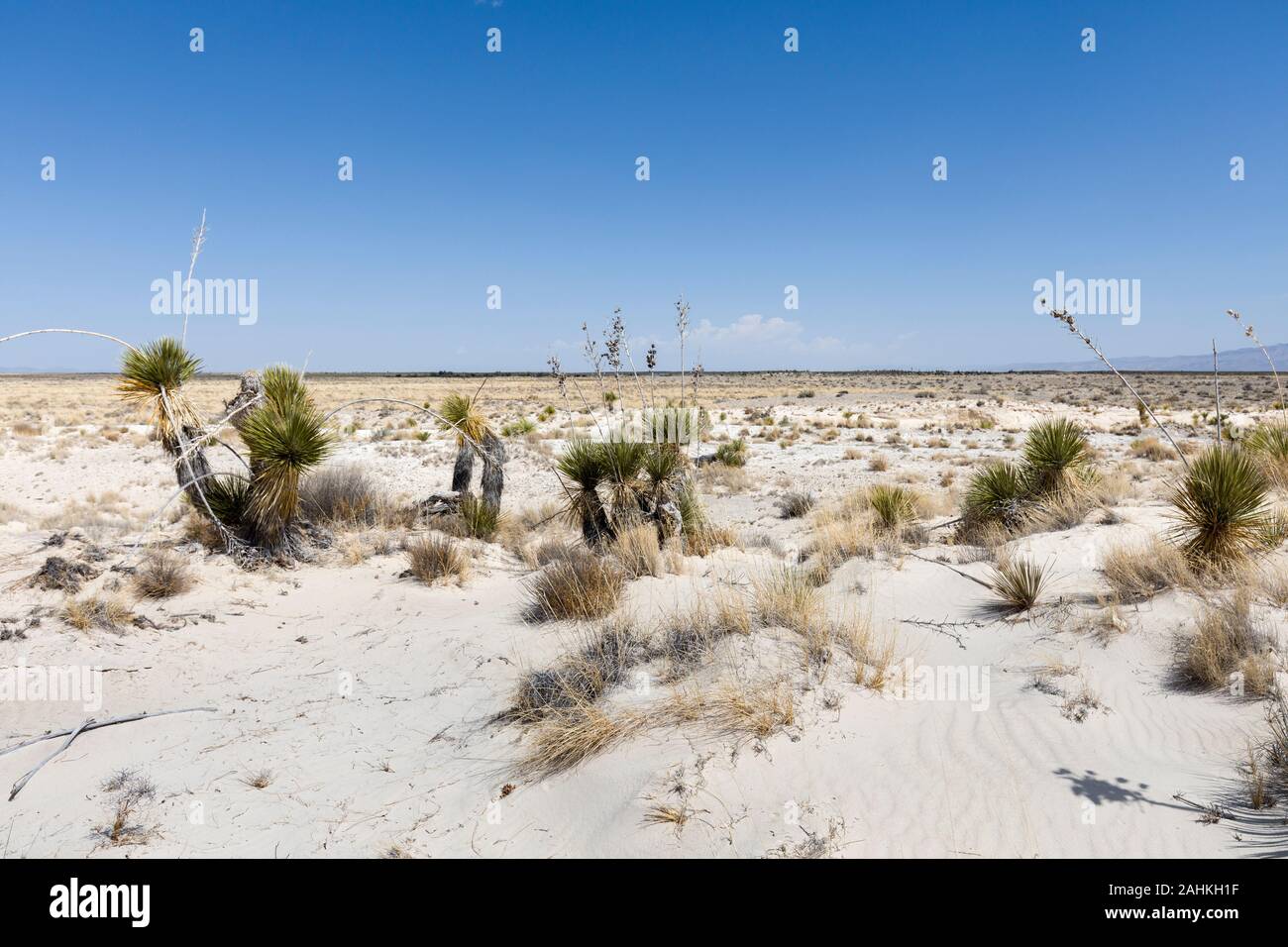 Trockene Landschaft, Chihuahuan Wüste, New Mexico, USA Stockfoto