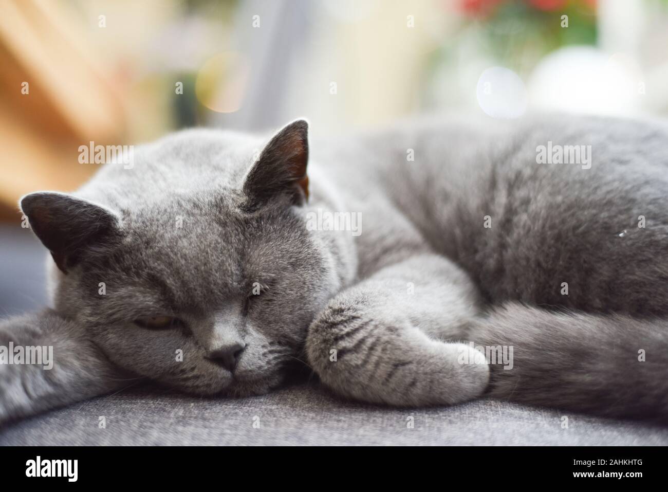 Erholsam Schlafen Katze Aufwachen aus einem Nickerchen auf Lieblingsstuhl zu Hause Stockfoto