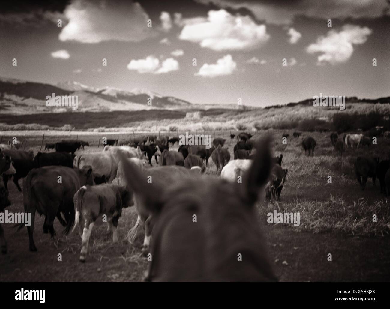 Eine Herde von Rindern grasen auf einem großen Feld. Stockfoto