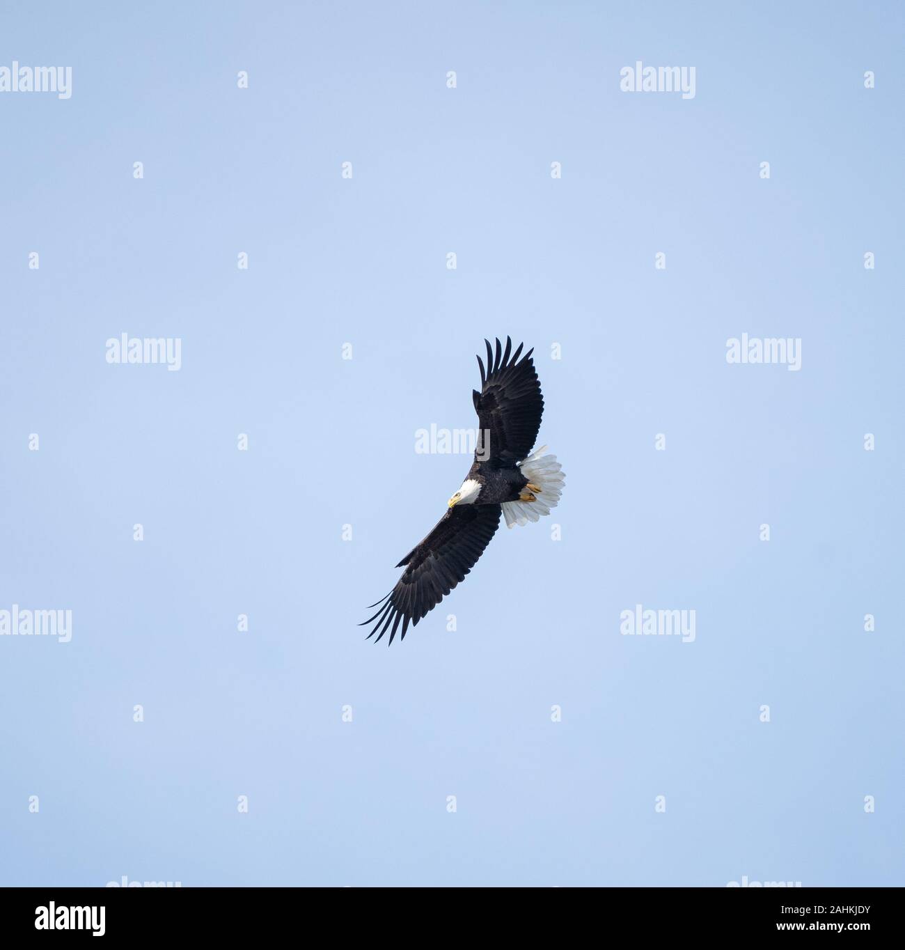 Weißkopfseeadler gegen den blauen Himmel Hintergrund fliegen. Stockfoto