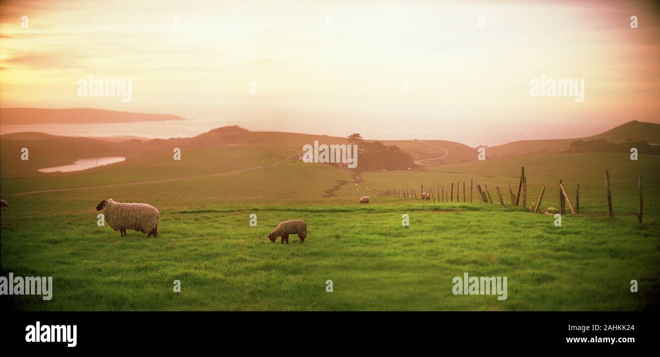 Schafe in den grünen Feldern. Stockfoto